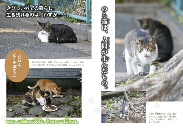 家族になる日 のら猫の命をつなぐ物語 （動物感動ノンフィクション） [ 春日走太 ]