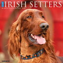 Just Irish Setters 2021 Wall Calendar (Dog Breed Calendar) IRISH SETTERS 2021 WA...
