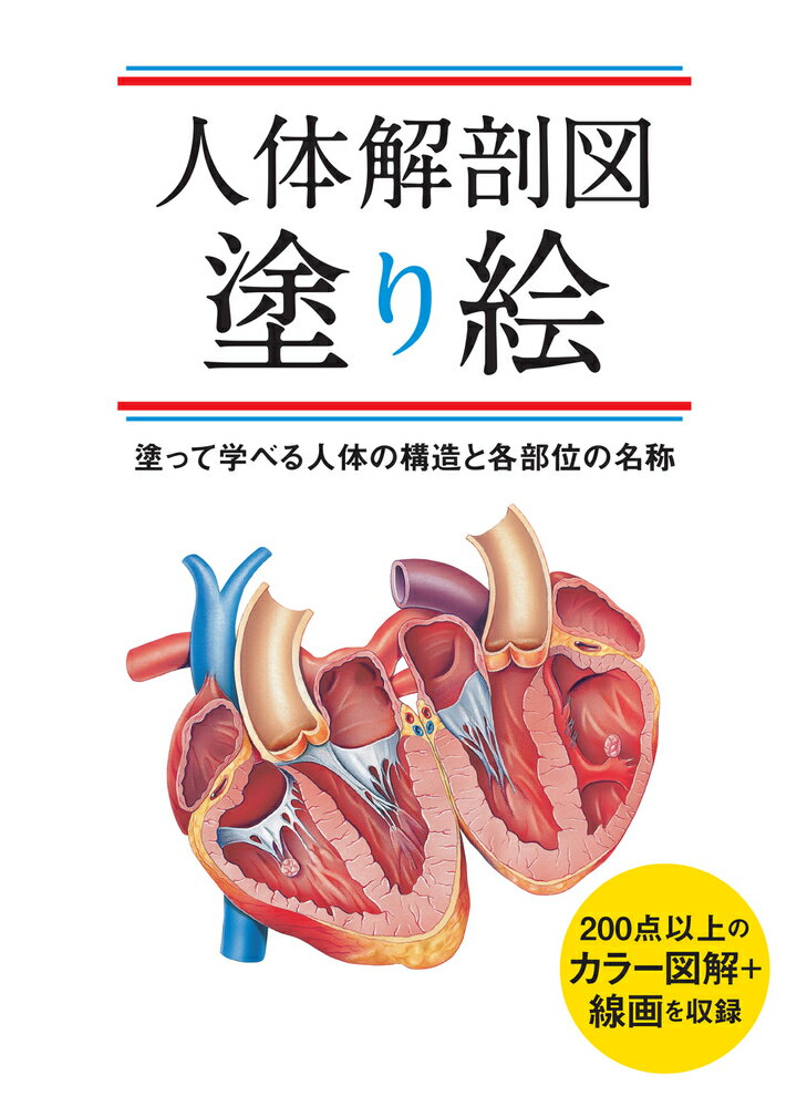 人体解剖図塗り絵 塗って学べる人体の構造と各部位の名称