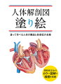 本書は、解剖生理学の勉強に役立つ実用的な塗り絵本です。２００点以上の正確な図解を通して、骨や筋肉から神経系、循環系、臓器まで、人体の構造と機能を、絵に色を塗るという視覚的なアプローチで本格的に学べます。各ページには、部位の名称付きのカラー図解と線画が簡単な解説とともに掲載されています。カラー図解を参考にしながら線画を塗っていくことで、部位の位置と名称を覚えることができます。また、消せる色鉛筆などといった画材を使用すれば、同じ線画を何度も塗ることができ、復習にも最適です。参考書を読むだけでは情報がなかなか頭に残らない方、普段と違う勉強方法を試したい方にもおすすめの一冊です。