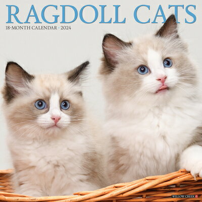 Ragdoll Cats 2024 12 X Wall Calendar [ Willow Creek Press ]