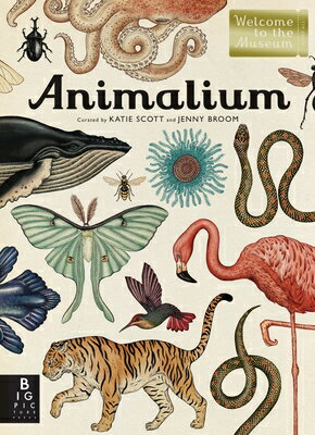 Animalium: Welcome to the Museum ANIMALIUM （Welcome to the Museum） [ Jenny Broom ]