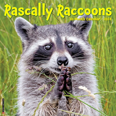 Rascally Raccoons 2024 12 X Wall Calendar [ Willow Creek Press ]