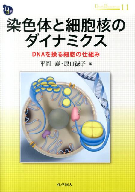 染色体と細胞核のダイナミクス
