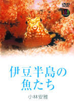 伊豆半島の魚たち〔DVD〕