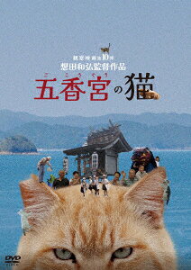 五香宮の猫