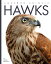 Hawks HAWKS Amazing Animals [ Kate Riggs ]