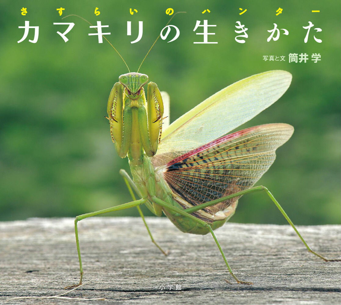 カマキリの生きかた さすらいのハンター （小学館の図鑑NEOの科学絵本） 筒井 学