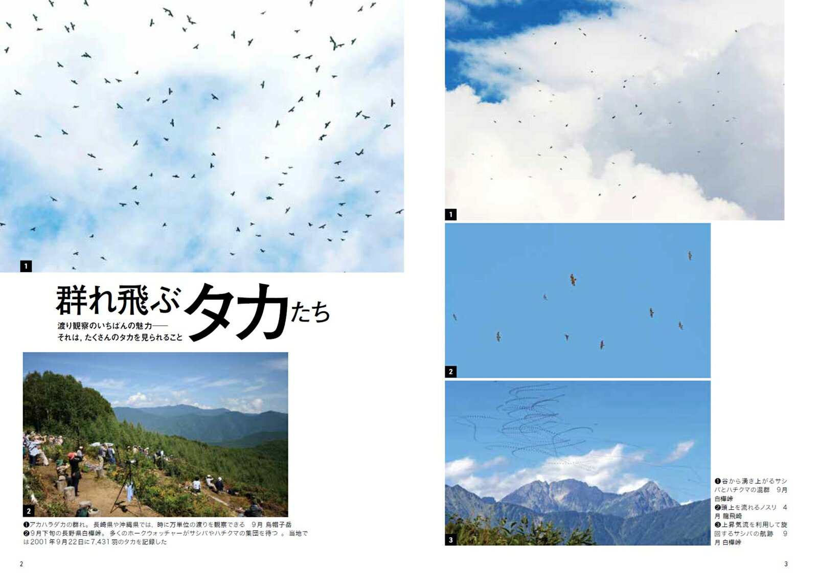 タカの渡り観察マニュアル （BIRDER　SPECIAL） [ 久野公啓 ] 2