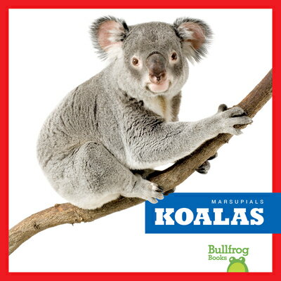 Koalas KOALAS （Marsupials） [ Natalie Deniston ]