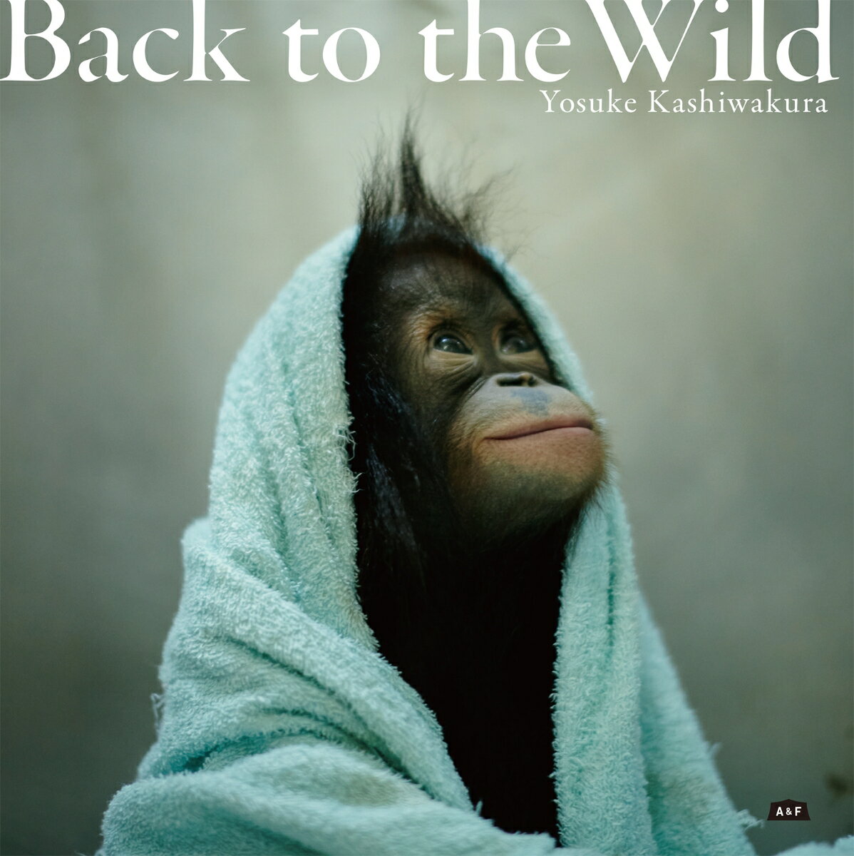 Back to the Wild 森を失ったオランウータン