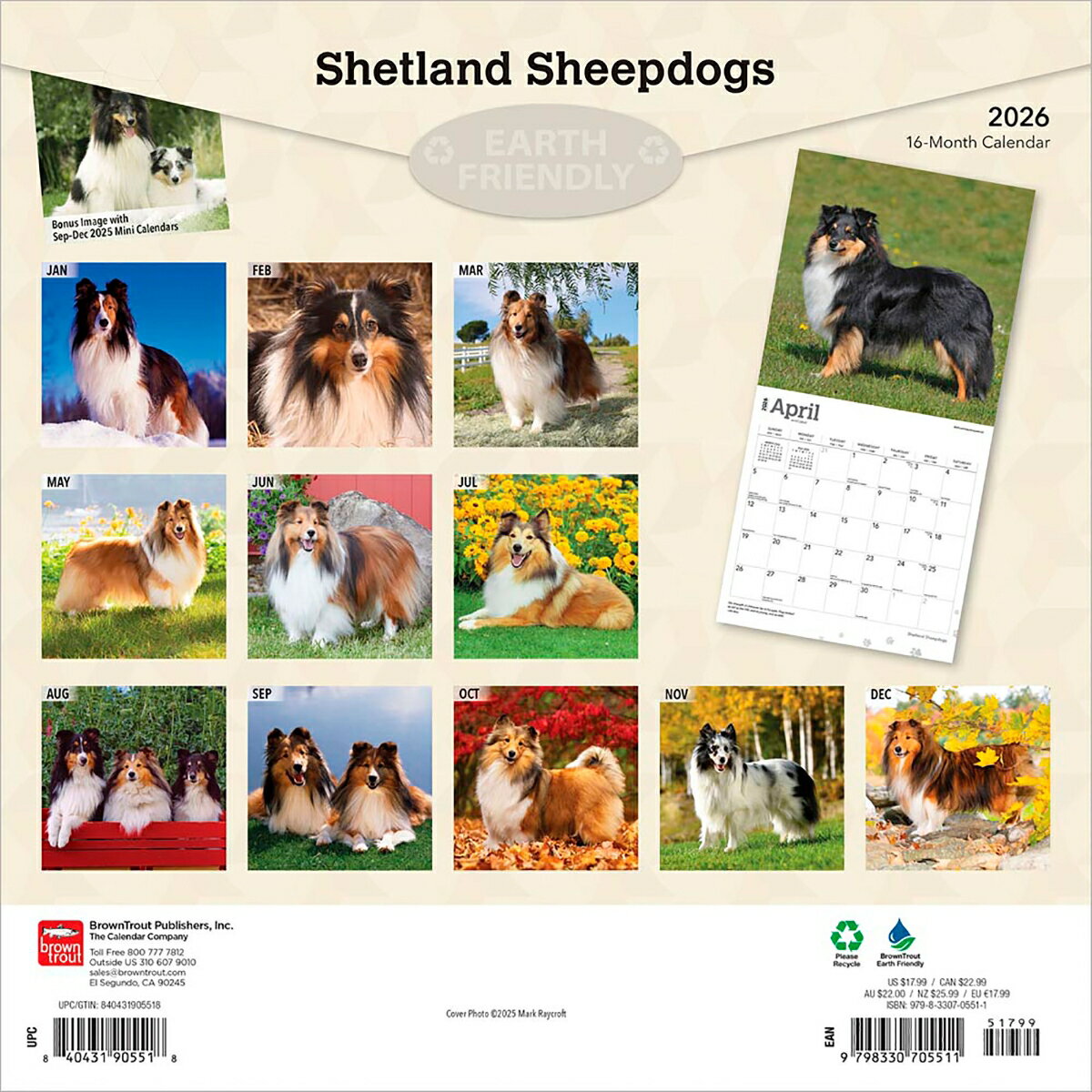 シェットランド・シープドッグ 2026年 カレンダー / ブラウントラウト 輸入版 壁掛け 30.5 x 61 cm (Shetland Sheepdogs Calendar) 2