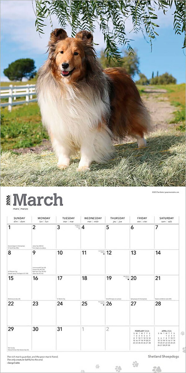 シェットランド・シープドッグ 2026年 カレンダー / ブラウントラウト 輸入版 壁掛け 30.5 x 61 cm (Shetland Sheepdogs Calendar) 3