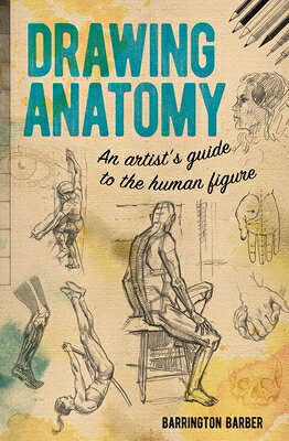 Drawing Anatomy An Artist's Guide to the Human Figure ／Barrington Barber （Arcturus Publishing）