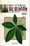 観葉植物