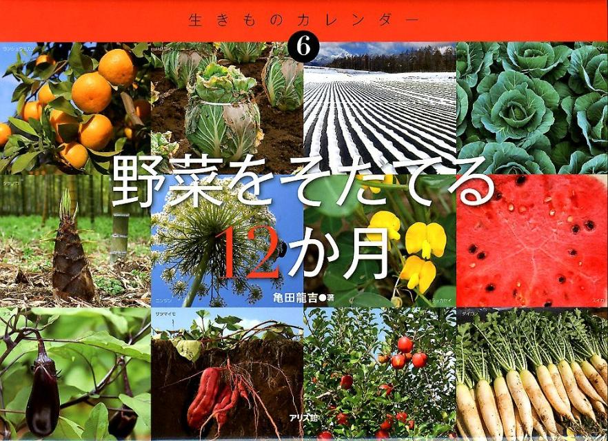 きれいにならんだ畑のキャベツ、土の中で大きく育つジャガイモやサツマイモ、真っ赤に実るミニトマト…野菜の旬を１年間、追いかけました。ゴーヤやホウレンソウの育てかた、野菜の芽生えや花などを観察します。