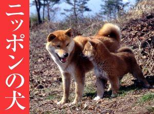 ニッポンの犬（2008）