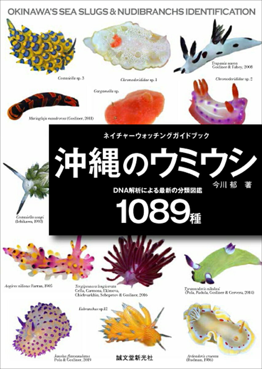 沖縄のウミウシ