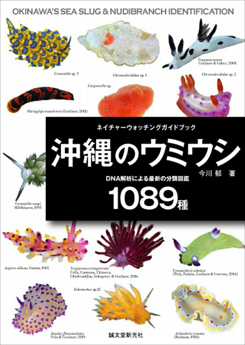 沖縄のウミウシ