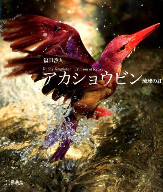 アカショウビン = Ruddy Kingfisher : 琉球の紅