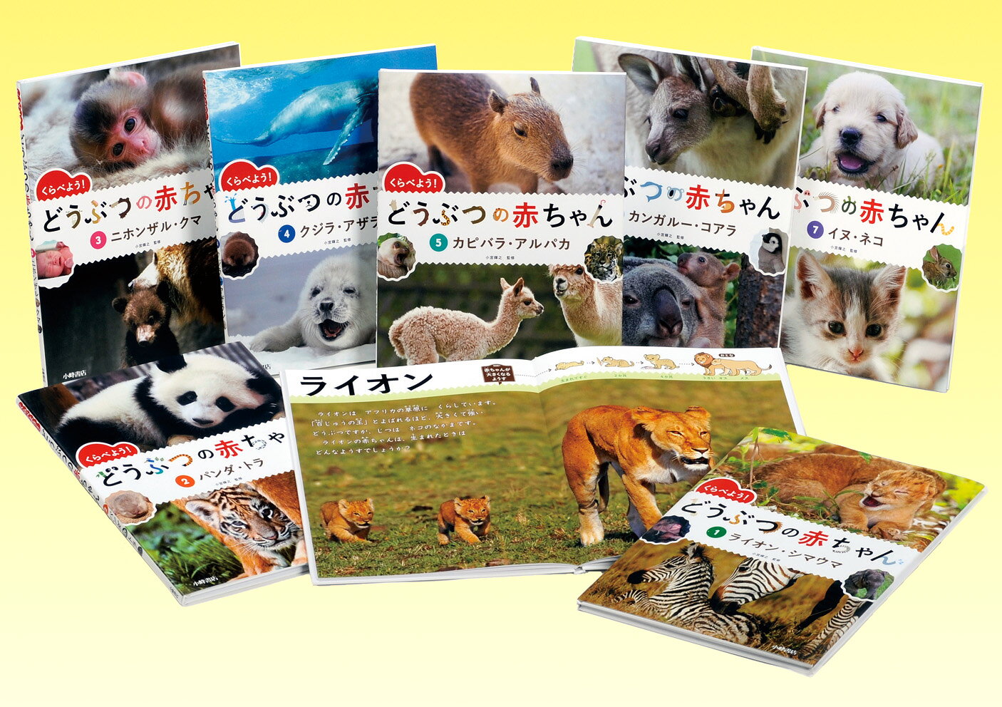 小学1年生の国語の副読本におすすめのシリーズ。野生の動物だけでなく、イヌやネコといった身近なペットなど、56種類の「どうぶつの赤ちゃん」を紹介。すべての赤ちゃんを同じ項目でくらべることで、そのどうぶつの特徴がひと目でわかるよう工夫しています。それぞれの赤ちゃんの発達段階をよくあらわす写真も厳選。写真とポイントをおさえた説明文だけのシンプルなつくりで、子どもたちが自ら考え、発見する力を育みます。

【セット内訳】
(1) ライオン・シマウマ
(2) パンダ・トラ
(3) ニホンザル・クマ
(4) クジラ・アザラシ
(5) カピバラ・アルパカ
(6) カンガルー・コアラ
(7) イヌ・ネコ