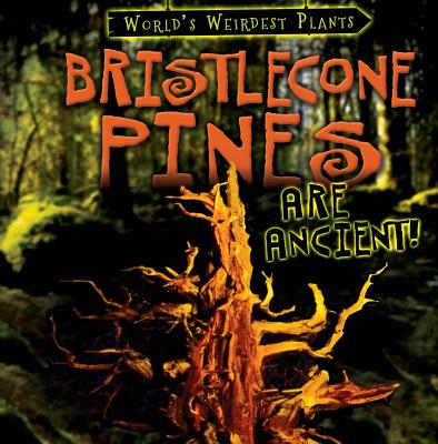 Bristlecone Pines Are Ancient! BRISTLECONE PINES ARE ANCIENT （World's Weirdest Plants） 