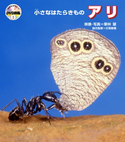 小さなはたらきものアリ