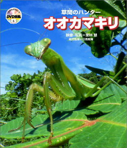 草間のハンターオオカマキリ