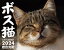 ボス猫カレンダー2024