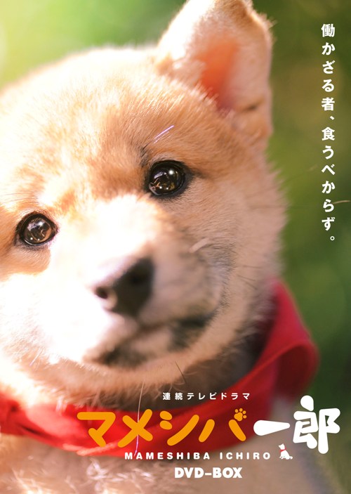 Ϣ³�ƥ�ӥɥ�� �ޥ᥷�а�Ϻ DVD-BOX