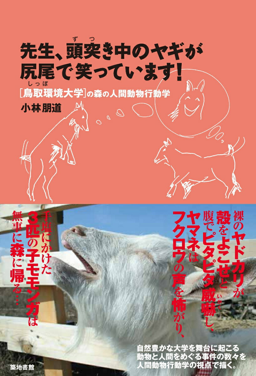 先生、頭突き中のヤギが尻尾で笑っています！