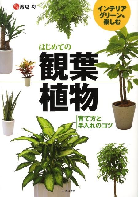 はじめての観葉植物