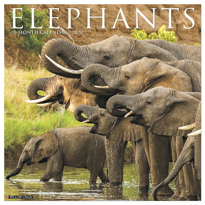 Elephants 2020 Wall Calendar ELEPHANTS 2020 WALL CAL [ Willow Creek Press ]
