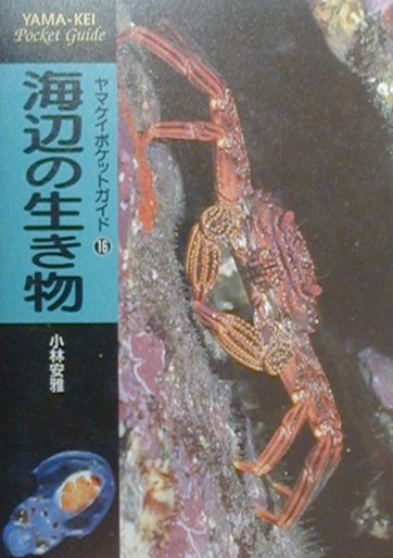 海辺の生き物