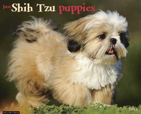 Just Shih Tzu Puppies CAL 2013-JUST SHIH TZU PUPPIES （Just (Willow Creek)） [ Willow Creek Press ]