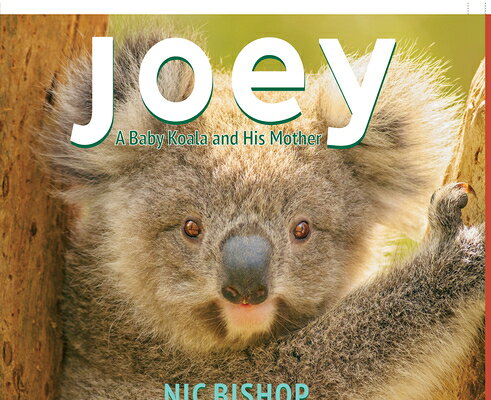 Joey: A Baby Koala and His Mother JOEY A BABY KOALA & HIS MOTHER [ Nic Bishop ]