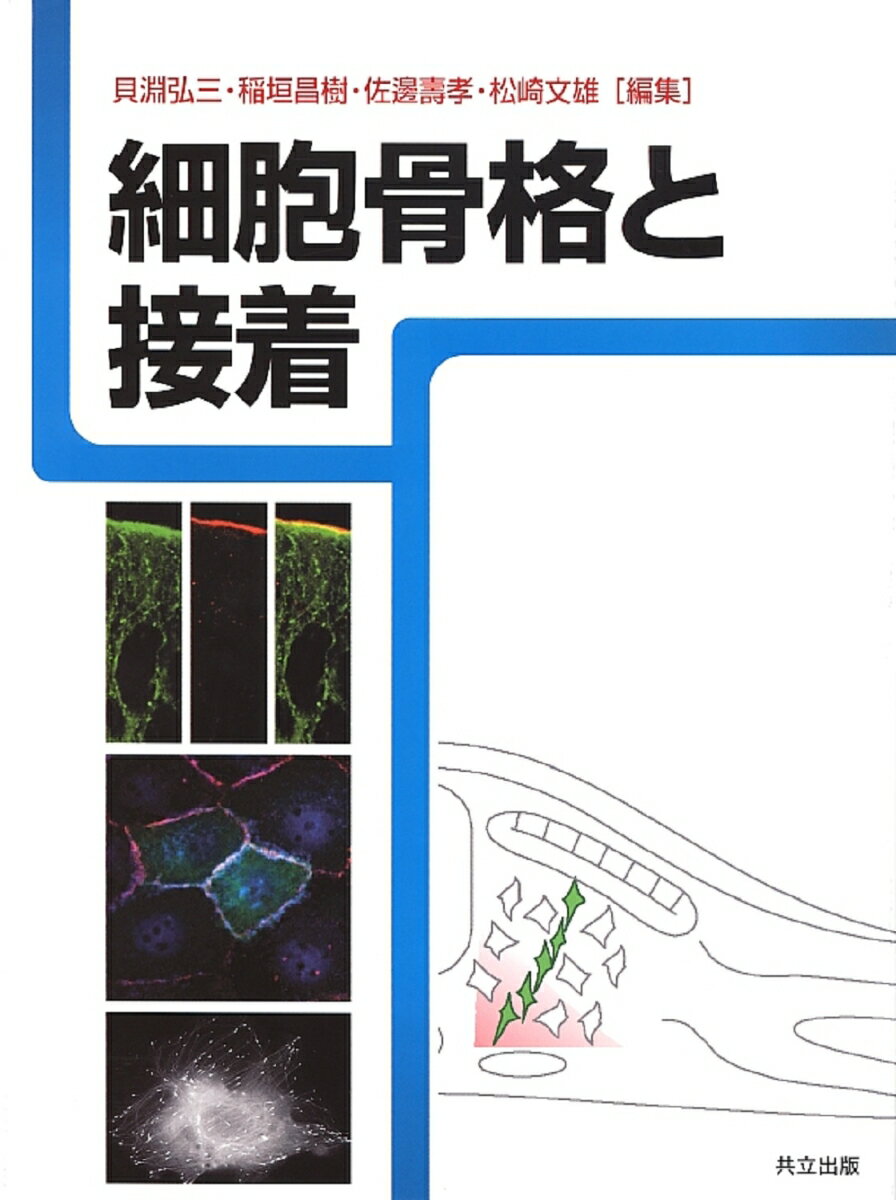 細胞骨格と接着