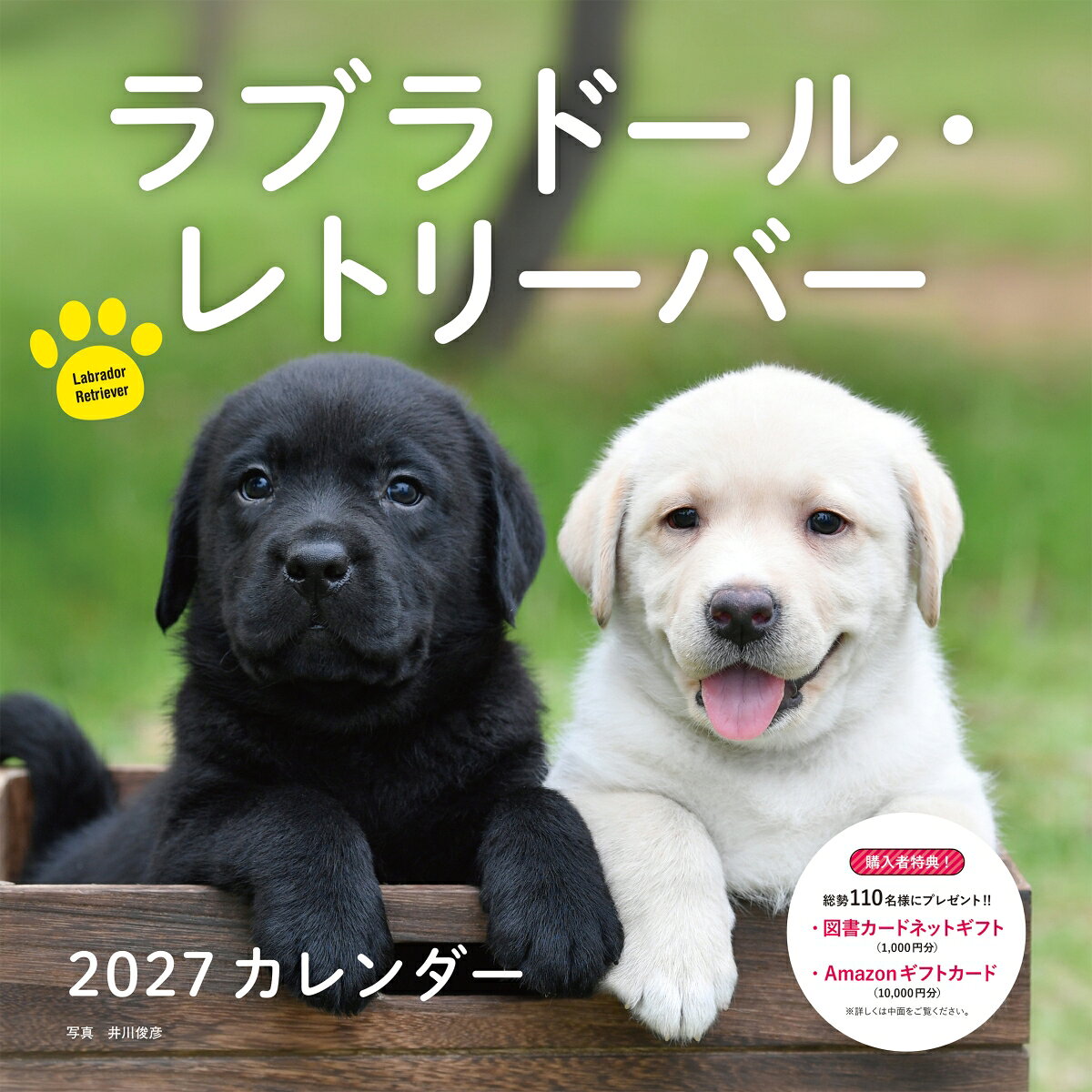 2027年カレンダー ラブラドール・レトリーバー （誠文堂新光社カレンダー） [ 井川 俊彦 ]