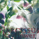 Narcissus Rayflower