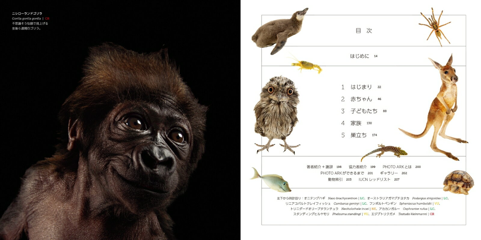 【楽天ブックス限定デジタル特典】PHOTO ARK BABIES 動物の子どもたち 絶滅から動物を守る撮影プロジェクト(可愛い動物の子どもたちのPC壁紙・スマホ壁紙ダウンロード特典) [ ジョエル・サートレイ ] 3