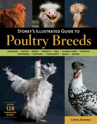 More than 128 birds strut their stuff across the pages of Storey's Illustrated Guide to Poultry Breeds, the ultimate primer for farmers and fancies alike. Admire the handsome black and white plumage of Lakenvelder roosters, read the fascinating history of the Blue Hens of Delaware, and marvel at the petite size and toylike appearance of Call ducks. And if you're curious to know which heritage turkeys are making a comeback, look no further.This definitive guide to North American barnyard and wild fowl includes a brief history of each breed, detailed descriptions of identifying characteristics, and colorful photography that celebrates the birds' quirky personalities and charming good looks. If it's fowl facts and photos you want, you'll find them all here.