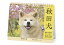 卓上 秋田犬(2020年1月始まりカレンダー) 990円