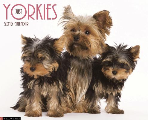 Just Yorkies Calendar CAL 2013-JUST YORKIES （Just  ...