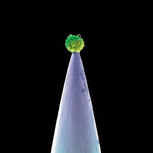 ニュー・ブラッド