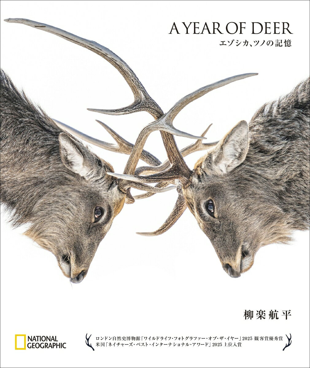 エゾシカの1年ごとに生え変わるツノ、美しく厳しい生と死を、北海道の四季とともに追う。
柳楽航平1st写真集。

ロンドン自然史博物館「ワイルドライフ・フォトグラファー・オブ・ザ・イヤー 2025」優秀賞受賞
米国「ネイチャーズ・ベスト・インターナショナル・アワード 2025」上位入賞

春、エゾシカの頭上に現れるつやつやとした2つのこぶは、
夏、やわらかい皮膚に包まれてぐんぐん伸び、秋には大きく雄々しい孤を描くーー
1年をかけて成長するエゾシカのツノを、自身の教え子たちの姿に重ねながら、
北海道東部・野付半島の大自然に生きる、野生のエゾシカを見つめた軌跡。

受賞作「終わらぬ闘い」「Shining Antlers」ほか写真70点に加え、
人と野生動物の境界を問う解説2編を収録。
世界の権威ある写真賞をダブル受賞、いま最も注目を集める現役高校教員フォトグラファーによる、待望の初写真集。


北海道では、エゾシカに出会わない方が難しいほどです。
「あんなの、どこにでもいる」そう言われる彼らが、私には特別でした。
ーーあとがきより