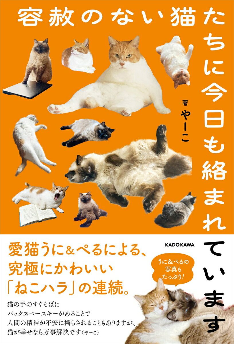 容赦のない猫たちに今日も絡まれています