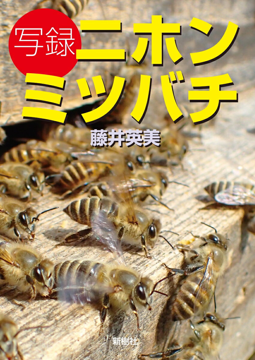 写録ニホンミツバチ