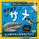 【バーゲン本】ガブガブサメー動物の生態がわかる写真絵本 英語付き （ナショジオキッズ） ナショナルジオグラフィック 編