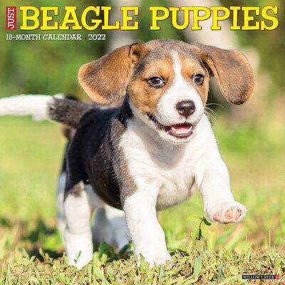 Just Beagle Puppies 2022 Wall Calendar (Dog Breed) JUST BEAGLE PUPPIES 2022 WALL [ Willow Creek Press ]