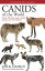 Canids of the World: Wolves, Wild Dogs, Foxes, Jackals, Coyotes, and Their Relatives